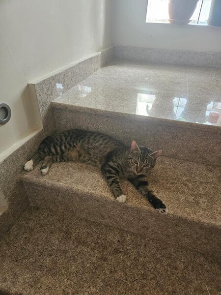 Ofer gratuit spre adoptie un motan 1,5 ani Bucuresti.