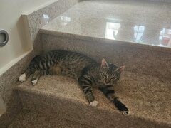 Ofer gratuit spre adoptie un motan 1,5 ani Bucuresti